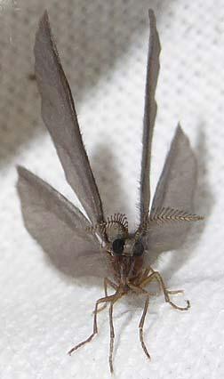 Sterrhopterix fusca